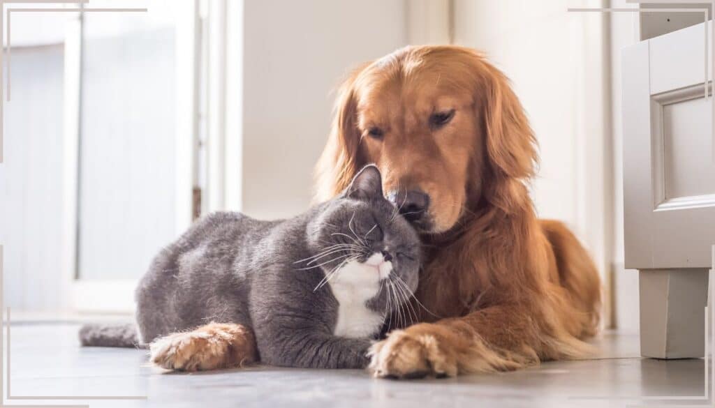 Koexistenz von Cane-Gatto: Entdecken Sie die Geheimnisse für eine perfekte häusliche Harmonie